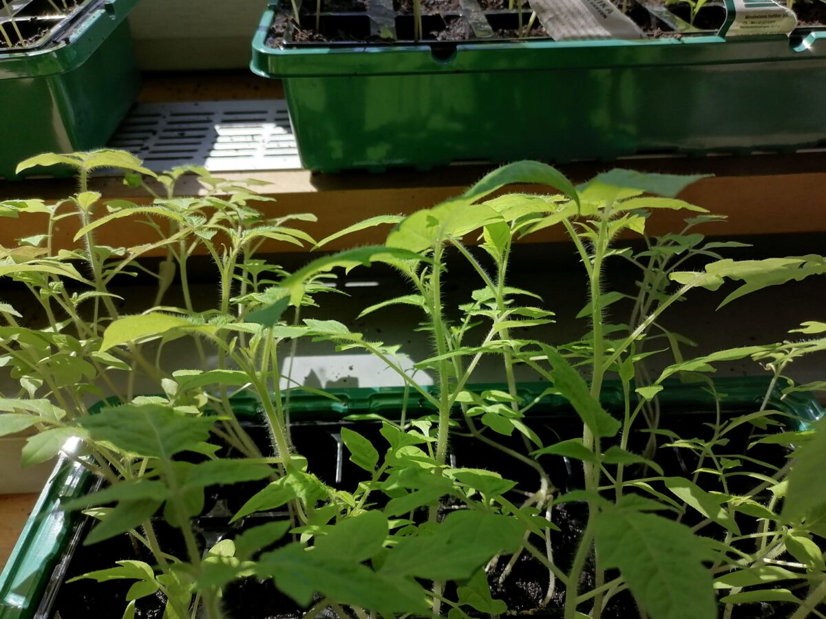 Tomatensetzlinge